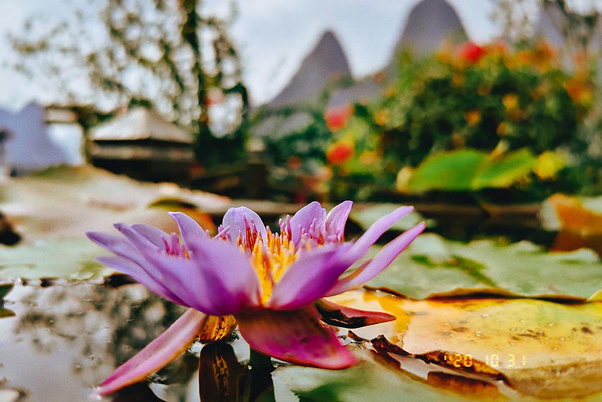 赏山悦水·拥抱自然——mingbo明博(中国)2020金秋阳朔之旅